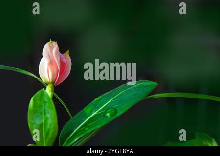 Geschlossene Knospe einer rosa Blume mit einem Tropfen Tau auf Blättern, Makro Stockfoto