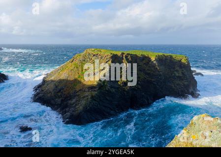 Schafe auf Fugla Stack, West Burra, Shetland Stockfoto