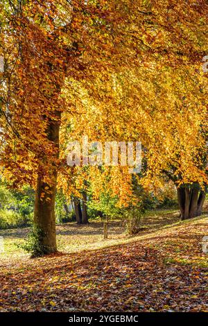 Ein hinterleuchteter Herbstbaum (Kupferbuche, Fagus sylvatica f.purpurea). Die goldenen Blätter kaskadieren nach unten und es gibt eine Blattdecke auf dem Boden. Stockfoto