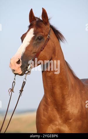 Porträt eines schönen Kastanienviertelpferdes mit westlichem Zaumzeug Stockfoto