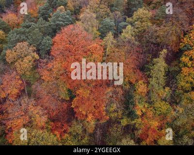 Drohnenbild von Bäumen mit allen Herbstfarben, Oktober 2024, Nordwales Stockfoto