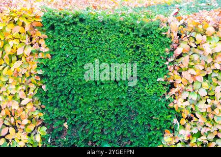 Herbst Herbst Herbst Oktober November Hedge Common Yew English Yew Hedge European Buche Fagus sylvatica im Garten Yew Hedge Garden Stockfoto