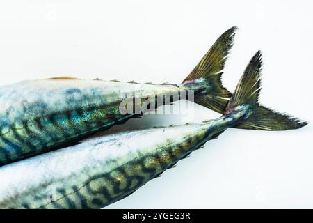 Gruppe Makrelen auf weiß. Scomber scombrus. Makro Stockfoto