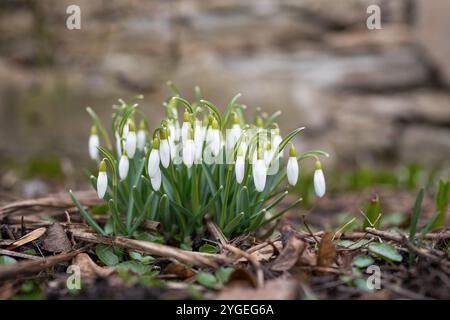 Galanthus nivalis: Im Garten liegen Schneeglöckchen im Frühjahrsfrühling. Im Frühling blühen kleine Blüten aus Schneeglöckchen im ersten Frühling draußen. Stockfoto