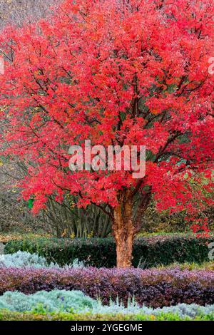 Paperbark Maple Acer griseum Herbstrot Farbe Stockfoto