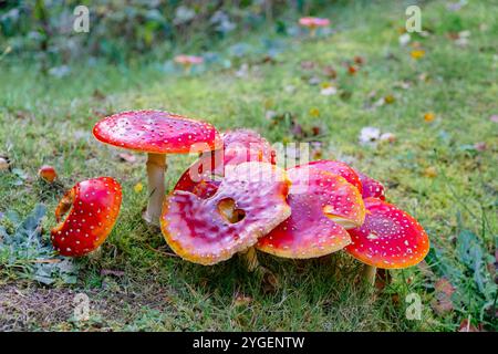 Nahaufnahme eines giftigen Fliegenpilzes (Amanita muscaria) mit roter Kappe und weißen Kiemen, die im Gras wachsen. In der Nähe von Llyn Crafnant in Snowdonia Stockfoto