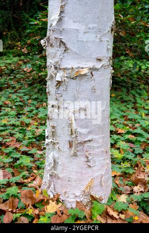 Betula Papyrifera Tree Trunk Paper Birch American White Birch Kanu Birch Stockfoto