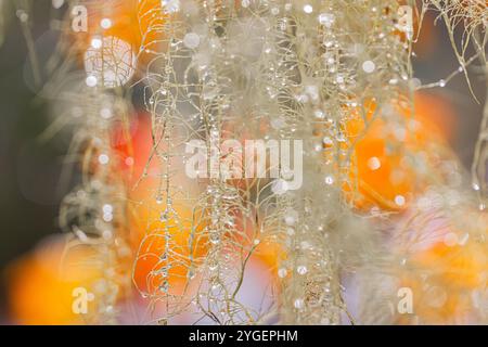 Methuselahs Bart, Usnea longissima, im Regen im Schafer State Park, Washington State, USA Stockfoto