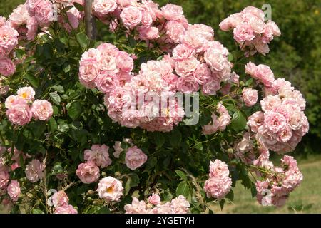Weiß Hellrosa Rosa „Thelma“ Kletterrose im Garten Stockfoto