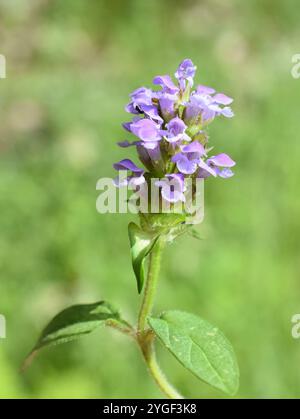 Gemeinsame selbst heilen Anlage prunella vulgaris Blüte Stockfoto