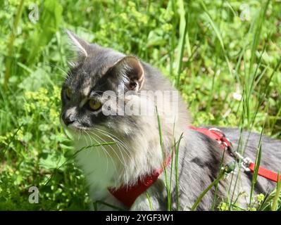 Nahaufnahme einer grauen reinrassigen sibirischen Katze an einer Schnur draußen auf einem Grasfeld Stockfoto