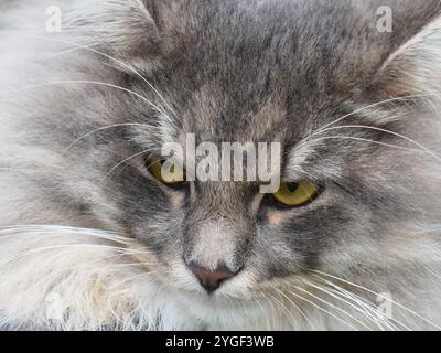 Nahaufnahme auf dem Gesicht einer grauen reinrassigen sibirischen Katze mit einem mürrischen Blick im Gesicht Stockfoto