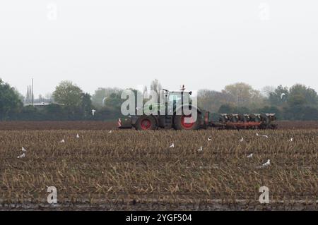 Eton, Großbritannien. November 2024. Ein Bauer pflügt ein Feld in Eton, Windsor, Berkshire. Nach der Ankündigung von Bundeskanzlerin Rachel Reeves im jüngsten Haushaltsplan, dass die Regierung plant, die Befreiung von der Erbschaftssteuer für landwirtschaftliche Grundstücke von landwirtschaftlichen Betrieben im Wert von mehr als 1 Mio. £ abzuschaffen, sind viele Landwirte wütend. In der Downing Street 10 wurde eine Petition eingereicht, in der die Regierung aufgefordert wird, diese Entscheidung rückgängig zu machen. Die Landwirte planen diesen Monat in London Proteste gegen die neuen IHT-Regeln. Kredit: Maureen McLean/Alamy Stockfoto