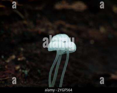 Makrofoto von zarten lichtdurchlässigen weißen Pilzen, die auf einem dunklen Waldboden wachsen. Stockfoto