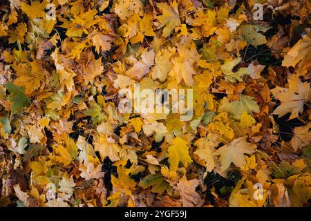 Herbst, gefallene Blätter, bedeckt den Boden mit seinem bunten blanke die bunten Blätter, gelb-rosa, färben die Natur und die Erde mit ihrer Unresistenz Stockfoto