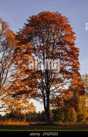 Ein bezaubernder Baum, dessen Blätter im Herbst rosa werden. Ein wunderschöner Herbsttag, wenn die Sonne auf die schönen bunten Blätter der Bäume scheint, die sind Stockfoto