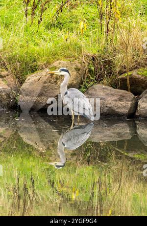 Ardea cinerea, der sich umsieht, um zu sehen, ob es ein Mittagessen gibt, Edinburgh, Schottland, Großbritannien Stockfoto