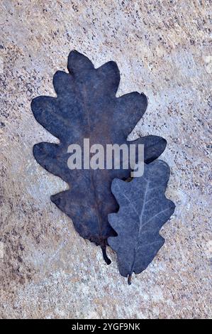 Zwei Blätter englischer Eiche wurden durch Verwitterung blau schwarz und liegen auf anlaufendem Metall Stockfoto