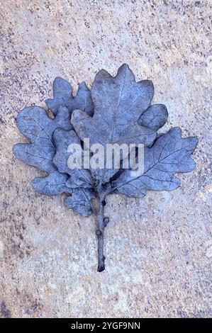Ein Zweig aus sechs Blättern englischer Eiche wurde blau schwarz, indem er auf angetriebenem Metall lag Stockfoto