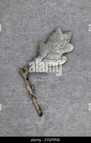 Einzelnes Blatt und Zweig der englischen Eiche wurden durch Verwitterung auf angetlastem Schiefer blassgrau Stockfoto