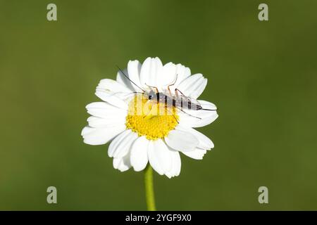 Kleine Ichneumonwespe wahrscheinlich Rhimphoctona, Unterfamilie Campopleginae, Familie Ichneumonidae auf einer Blüte der Fieber (Tanacetum parthenium), Stockfoto