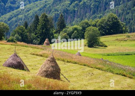 Bergige ländliche Landschaft mit Heuhaufen im Sommer. Malerische Natur. Sonniger Tag. Grünes Feld in karpaten der ukraine. juli Wetter Stockfoto
