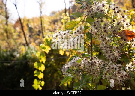 Nahaufnahme von Old man's Beard (Clematis vitalba) Samenköpfen bei Herbstsonnenlicht mit verschwommenem Waldhintergrund und Herbstfarben. Stockfoto