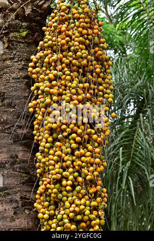 Gelbe Palmenfrüchte (Syagrus romanzoffiana), Ribeirao Preto, Sao Paulo, Brasilien Stockfoto