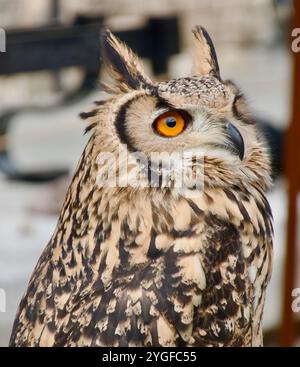 Nahporträt des Kopfes eines eurasischen Uhu Bubo Bubo Stockfoto