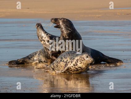 Drei ist eine Menschenmenge. Graurobben (Halichoerus grypus), die in der Brandung miteinander interagieren. Balzverhalten und Rivalität in der Nordsee. Norfolk, Großbritannien Stockfoto