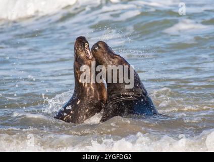 Ein Paar Graurobben (Halichoerus grypus), die zusammen in der Brandung spielen. Balzverhalten und Rivalität in der Nordsee. Norfolk, Großbritannien Stockfoto