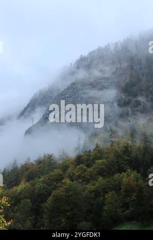 Nebeliger Herbstvormittag auf einem alpinen Berghang mit dichtem Wald und felsigen Hängen, die die ruhige und geheimnisvolle Schönheit der Natur in Österreich einfangen. Stockfoto