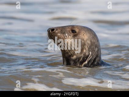 Ein intimes Porträt eines Grausiegels (Halichoerus grypus) auf der Linse, das Details ihrer speziellen Whisker für die Jagd auf Fische zeigt. Norfolk, Großbritannien Stockfoto