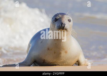 Eine Nahaufnahme eines sehr hellen Grausiegels (Halichoerus grypus), der in der Nordsee an der Küste von Norfolk spielt. UK Stockfoto