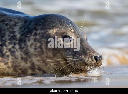 Ein intimes Porträt eines lächelnden, fröhlichen Grausiegels (Halichoerus grypus) auf der Linse, das bei Blasen in der Brandung spielt. Norfolk, Großbritannien Stockfoto