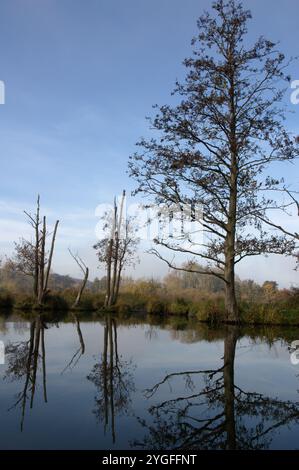 Herbstliche Bäume reflektieren ihre Reflexionen im River Bure in der Nähe von Belaugh, Norfolk, Broads National Park Stockfoto