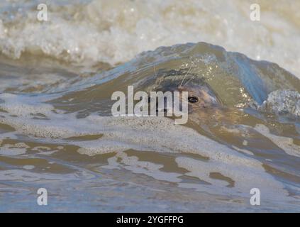 Ein Grausiegel (Halichoerus grypus) unter Wasser in der Welle, spielt in der Brandung in der Nordsee an der Küste von Norfolk. UK Stockfoto