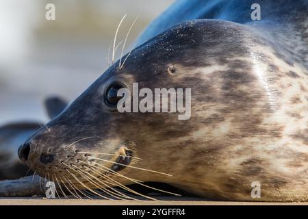 Ein intimes Porträt eines Grausiegels (Halichoerus grypus) auf der Seite, das Details zu Auge, Ohr und speziellen Whiskern für die Jagd auf Fische zeigt. Norfolk, Großbritannien Stockfoto