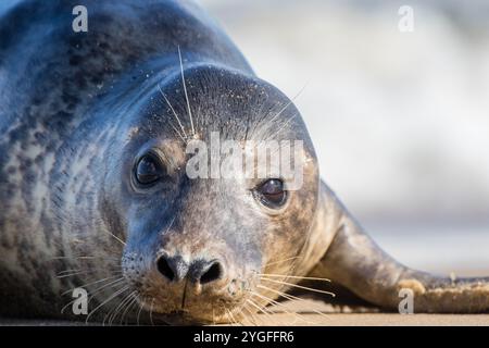 Ein intimes Porträt einer Grausiegel (Halichoerus grypus), die in die Linse blickt und Details ihrer speziellen Whisker für die Jagd auf Fische zeigt. Norfolk, Großbritannien Stockfoto