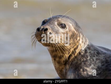 Ein intimes Porträt einer Grausiegel (Halichoerus grypus), die in die Linse blickt und Details ihrer speziellen Whisker für die Jagd auf Fische zeigt. Norfolk, U Stockfoto