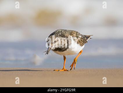 Detaillierte Aufnahme eines Turnstone (Arenaria interpres) in Aktion, der ein saftiges Insekt zum Abendessen am goldenen Sand der Norfolk Coast gefangen hat. UK Stockfoto