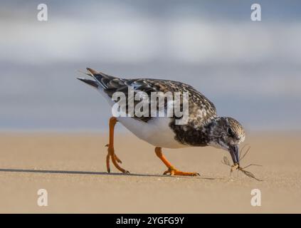 Detaillierte Aufnahme eines Turnstone (Arenaria interpres), der eine Kranfliege zum Abendessen auf dem goldenen Sand der Norfolk Coast gefangen hat. UK Stockfoto