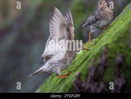 Ein Purple Sandpiper (Calidris maritima) verliert sein Gleichgewicht, während er auf den rutschigen Meeresalgen-bedeckten Felsen entlang der Norfolk Coast, Großbritannien, nach Nahrung sucht. Stockfoto