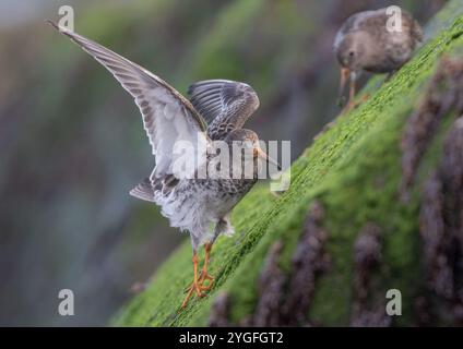 Ein Purple Sandpiper (Calidris maritima) verliert sein Gleichgewicht, während er auf den rutschigen Meeresalgen-bedeckten Felsen entlang der Norfolk Coast, Großbritannien, nach Nahrung sucht. Stockfoto