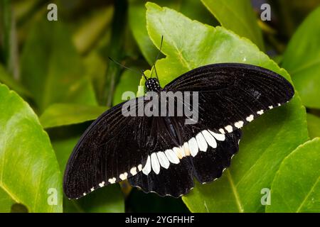 Gemeiner Mormon - Papilio polytes, schöner großer schwarzer Schmetterling aus südostasiatischen Wiesen und Wäldern, Malaysia. Stockfoto