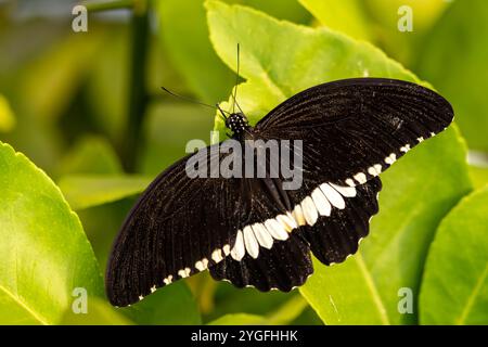 Gemeiner Mormon - Papilio polytes, schöner großer schwarzer Schmetterling aus südostasiatischen Wiesen und Wäldern, Malaysia. Stockfoto