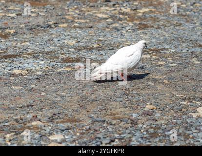 Friedliche weiße Taube auf einem rauen Schotterweg, Symbol für Gelassenheit und Einfachheit Stockfoto