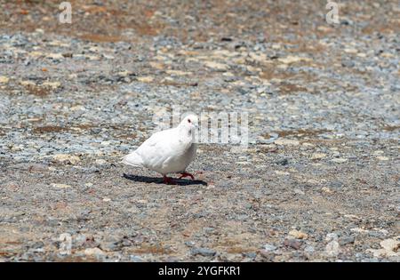 Weiße Taube schlendern auf einem Kiessteinweg, die Natur ist ruhig in urbaner Umgebung Stockfoto