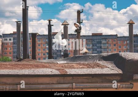 Weiße Taube, die über alten Garagendächern mit Metallrohren schwingt, Symbol der Hoffnung in einer Umgebung aus der Sowjetzeit Stockfoto