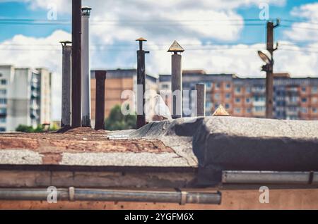 Einsame weiße Taube, die über baufällige Garagen mit freiliegenden Metallrohren schwingt und urbanen Verfall und Einfachheit erfasst Stockfoto